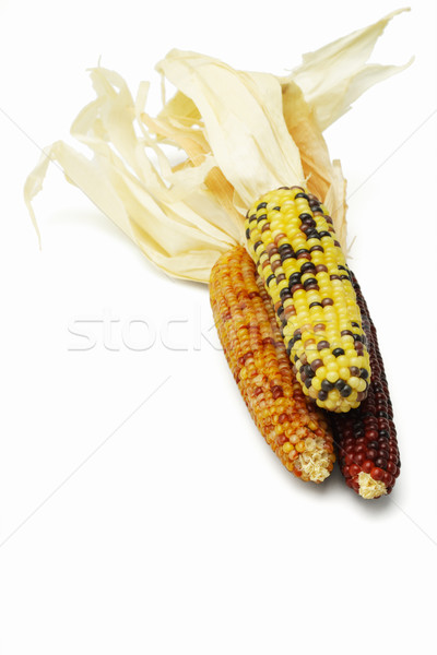 Three colorful dried Indian corns  Stock photo © dezign56
