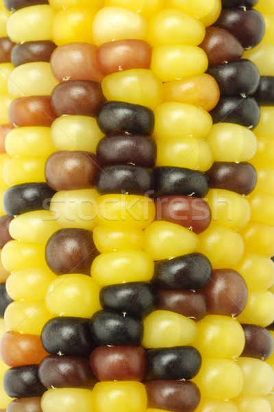 Colorful Indian corns background Stock photo © dezign56