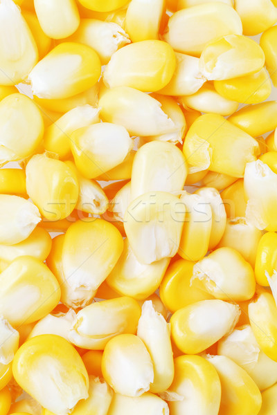 Fresh Sweet Corn Stock photo © dezign56