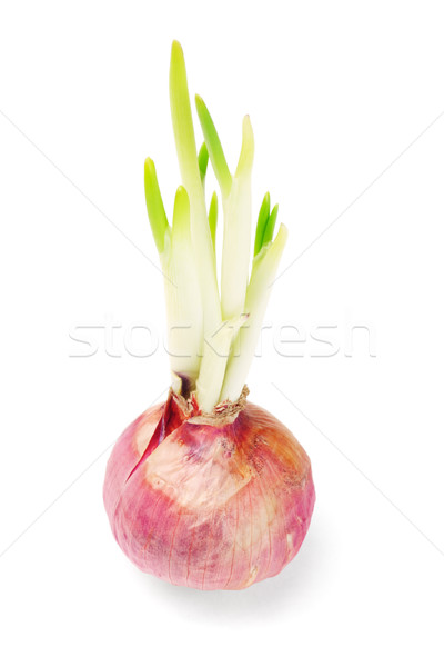 Stock photo: Onion bulb growing with shoots 