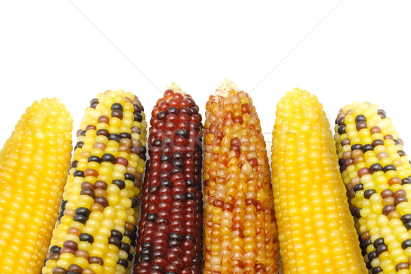 Dried Indian corns Stock photo © dezign56