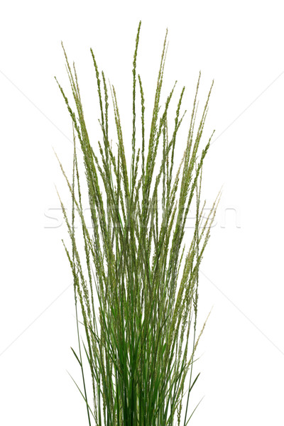 Tropical Grass Stalks  Stock photo © dezign56