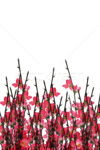 Chiński nowy rok śliwka kwiat biały kopia przestrzeń kwiat Zdjęcia stock © dezign56
