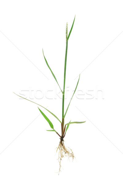 Iarba verde rădăcini izolat alb iarbă Imagine de stoc © dezign56