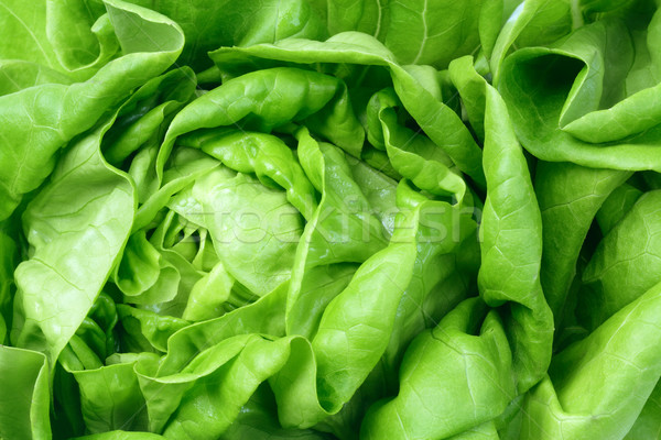 [[stock_photo]]: Fraîches · vert · salade · laitue · laisse · alimentaire