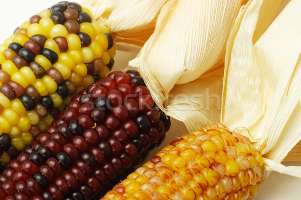 Dried Indian Corns  Stock photo © dezign56