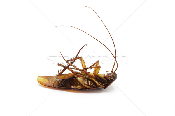 ölü hamamböceği uzun doku siyah kafa Stok fotoğraf © dezign56