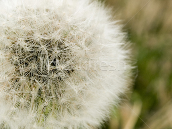 macro texture - plants - dandelion Stock photo © dgilder