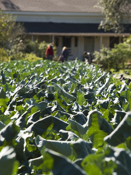 Organisch boerderij groenten Stockfoto © dgilder