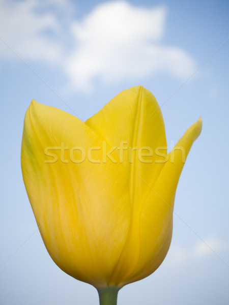 macro - flowers - yellow tulip Stock photo © dgilder