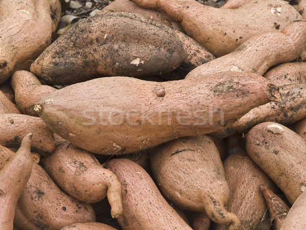 Tatlı patates taze organik Stok fotoğraf © dgilder