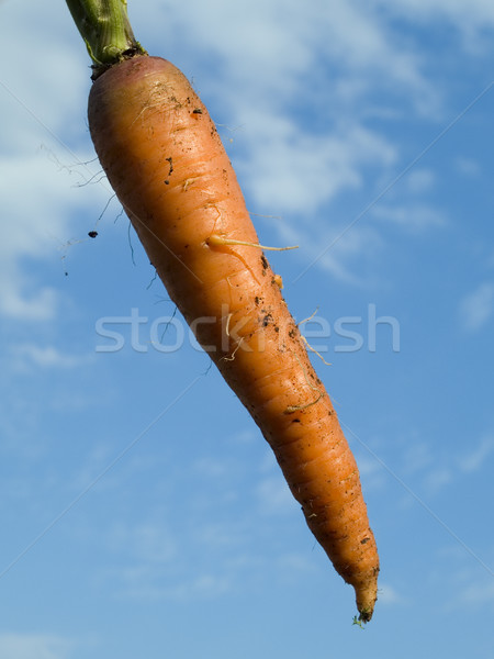 organic carrot against sky Stock photo © dgilder