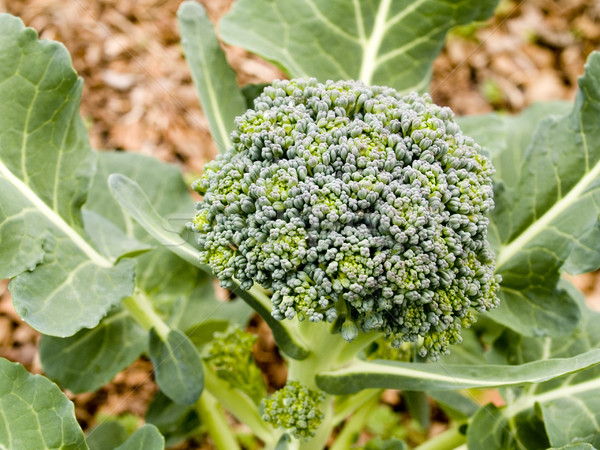Zöldségek organikus brokkoli növekvő zöldség kert Stock fotó © dgilder