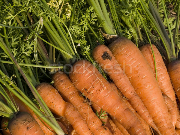 Organically grown carrots fresh from the ground in a pile with green leafy tops. Stock photo © dgilder
