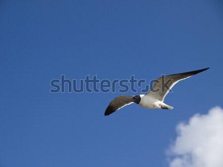 cruising seagull Stock photo © dgilder