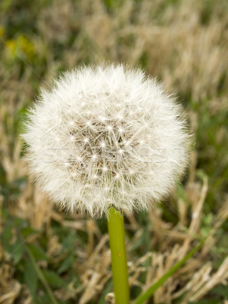 dandelion puff details Stock photo © dgilder