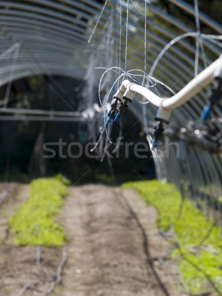 organic farm Stock photo © dgilder