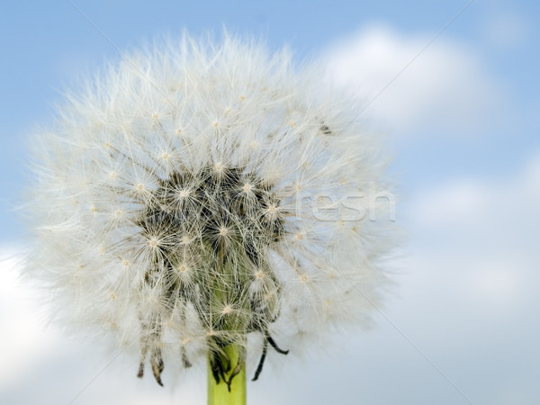 macro texture - plants - dandelion Stock photo © dgilder