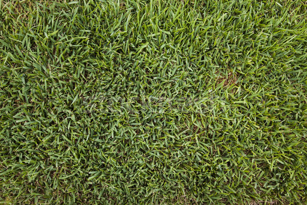 背景 緑の草 ブラウン スポット 草で覆われた 小 ストックフォト © dgilder