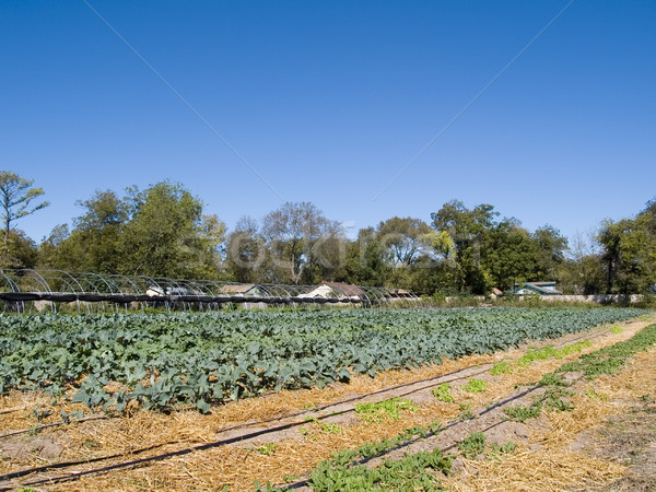 Organisch boerderij groenten Stockfoto © dgilder