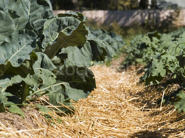 Organisch boerderij groenten Stockfoto © dgilder