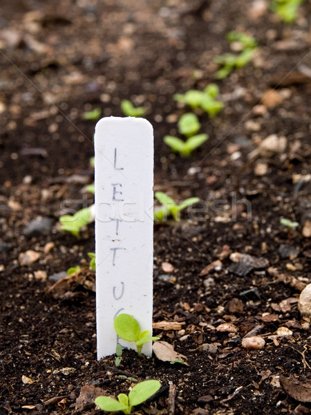 vegetables - organic _ lettuce seedlings Stock photo © dgilder