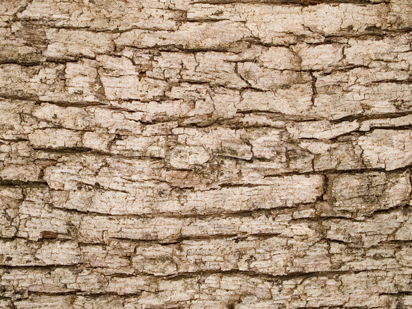 Macro textuur hout boom schors voorraad Stockfoto © dgilder