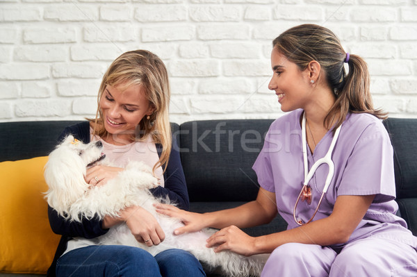 Veterinarian House Call With Doctor Dog Owner And Animal Stock photo © diego_cervo