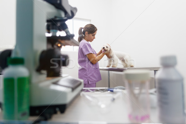 Foto stock: Veterinário · visitar · clínica · veterinário · doente · cão