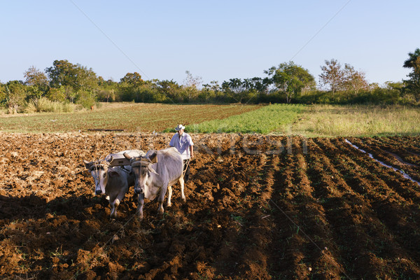 Man Farmer At Work Ploughing The Soil With Ox Stock photo © diego_cervo