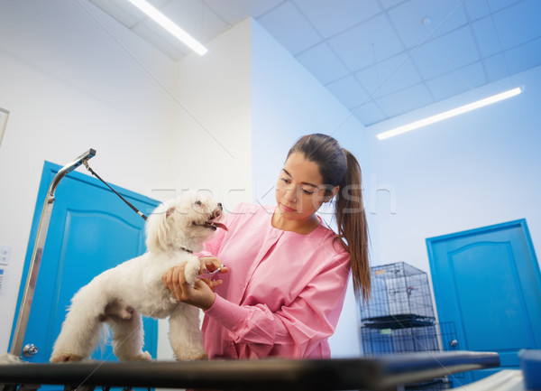 Girl At Work In Pet Store And Grooming Dog Stock photo © diego_cervo