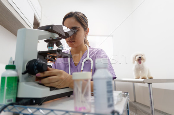 Stock photo: Clinic Staff With Woman Working As Veterinary In Pet Shop