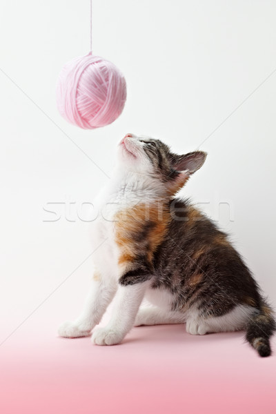 Gato jugando hilados tricolor femenino gatito Foto stock © diego_cervo
