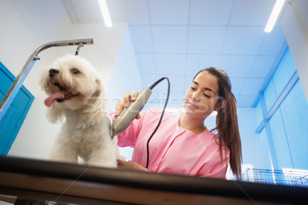 Foto stock: Saudável · cão · animal · de · estimação · compras · mulher · cabelo