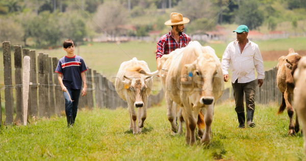 Stock photo: Grandfather Father Child Pasturing Cows In Family Ranch