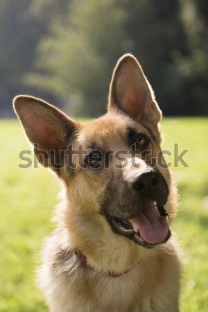 Tineri câine parc cioban şedinţei iarbă Imagine de stoc © diego_cervo