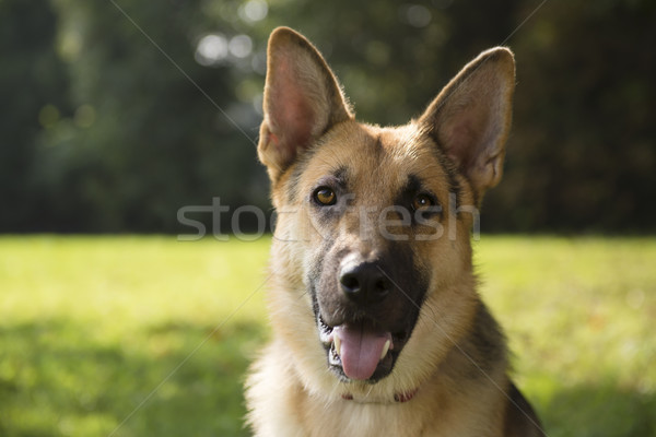 young purebreed alsatian dog in park Stock photo © diego_cervo