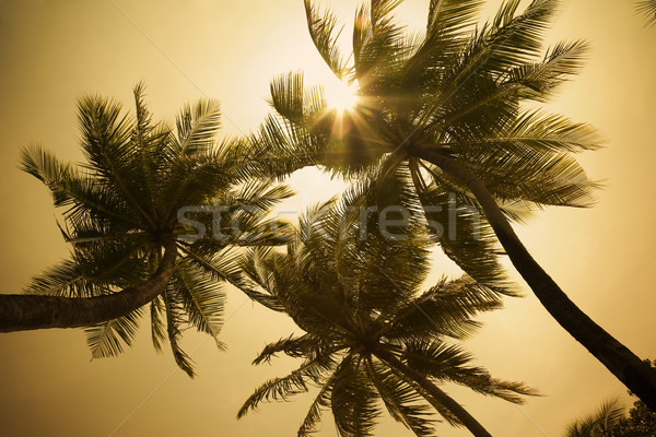 Stock foto: Tropischen · Strand · Sonnenstrahlen · Palmen · Sonnenuntergang · Palmen · Palme