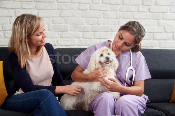 Veterinarian House Call With Doctor Dog Owner And Animal Stock photo © diego_cervo