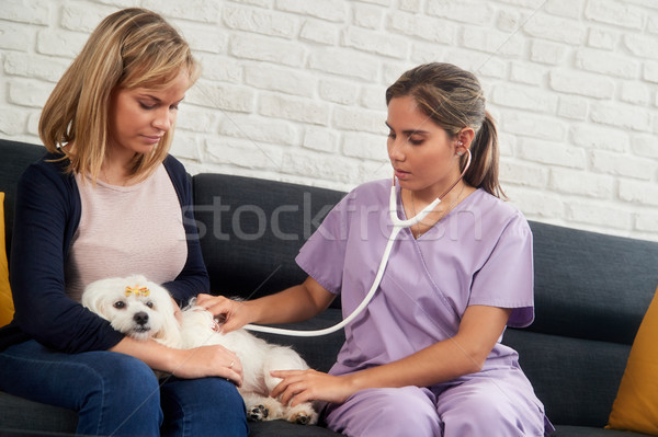 House Call Vet With Veterinary Dog Owner And Sick Pet Stock photo © diego_cervo