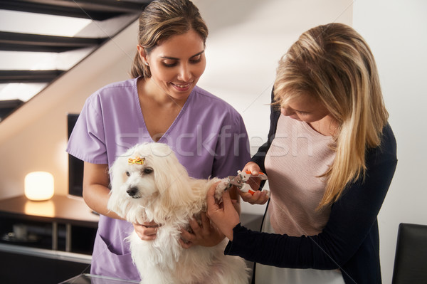 Veterinary Teaching How To Use Nail Clipper With Dog Stock photo © diego_cervo