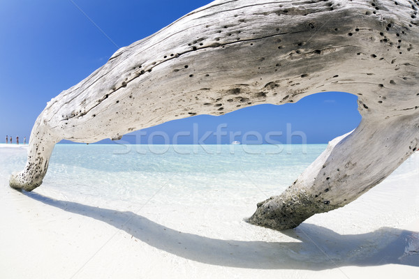 Trópusi tengerpart fatörzs homok emberek tengerpart tenger Stock fotó © diego_cervo