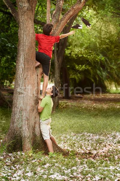 два детей помогают скалолазания дерево парка Сток-фото © diego_cervo