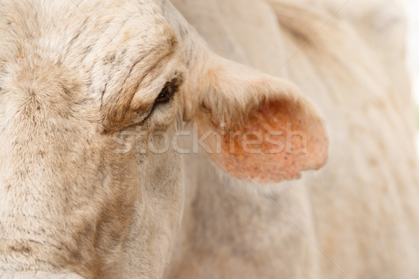 Detail And Close-up Of Cow Face In Farm Stock photo © diego_cervo