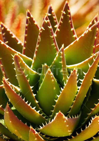 Aloe plantă focus selectiv natural Imagine de stoc © diego_cervo