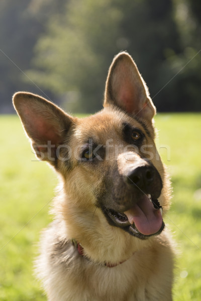 young purebreed alsatian dog in park Stock photo © diego_cervo