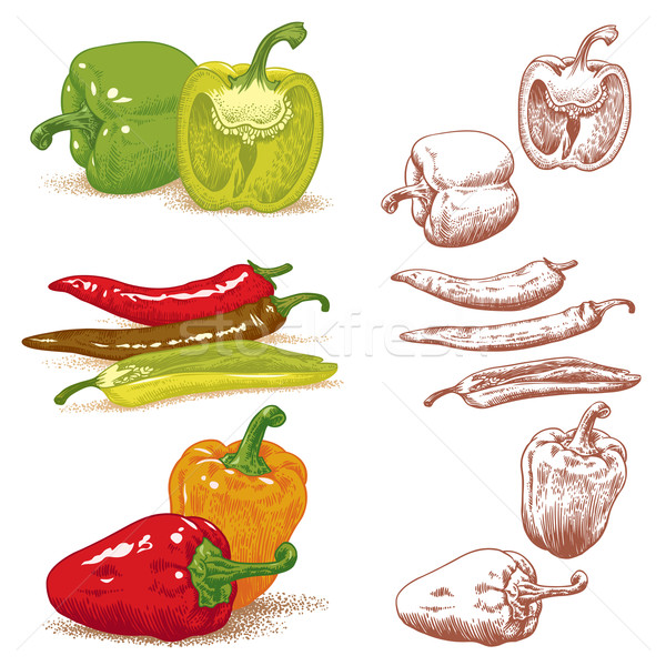 Peppers Vector Stock photo © digiselector