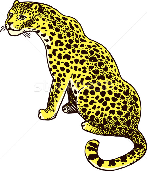 Leopárd vad macska vektor természet állat Stock fotó © digiselector