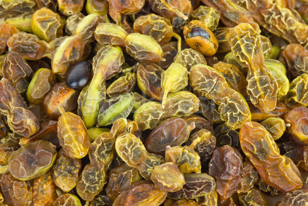 Dried sophora japonica  beans Stock photo © digitalr