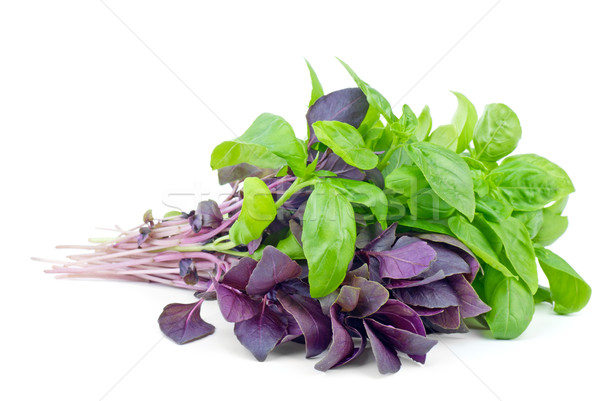 Fresh green and purple sweet basil bunches Stock photo © digitalr